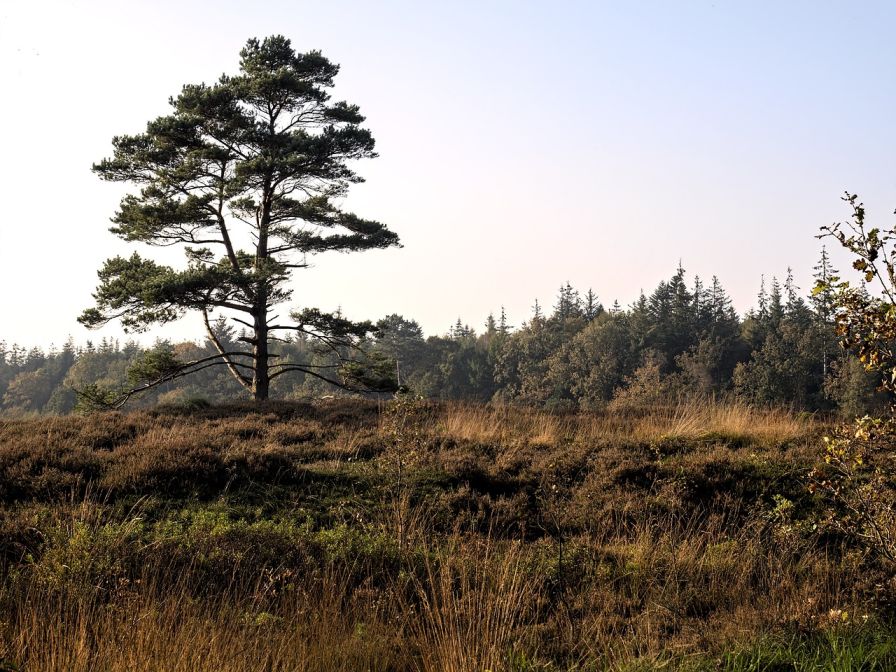 Bootcamp Groevenbeekse heide