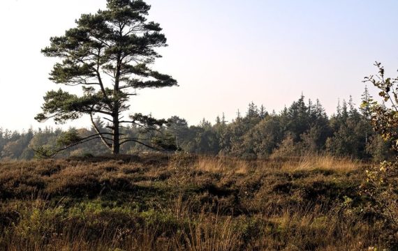 Bootcamp Groevenbeekse heide